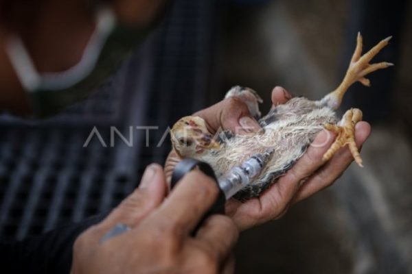 Daun penggemuk ayam di Bulagi, Banggai Kepulauan