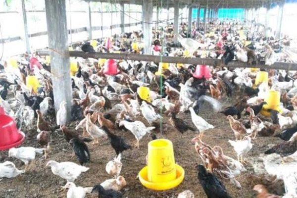 Ternak ayam kampung di Amuntai Selatan, Hulu Sungai Utara