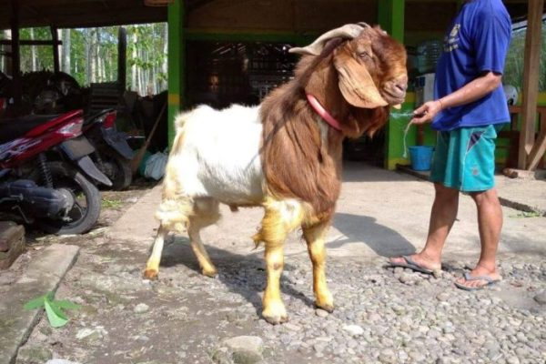 Daging kambing di Bonorowo, Kebumen