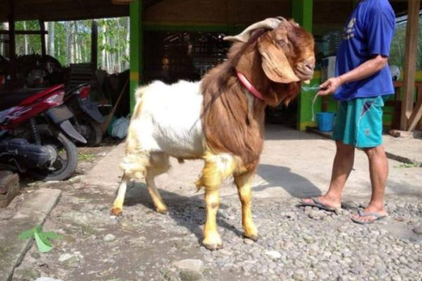 Daging kambing di Gambiran, Banyuwangi