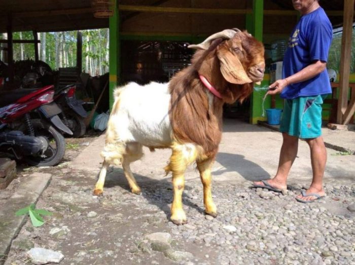 Daging kambing di Ngawen, Blora