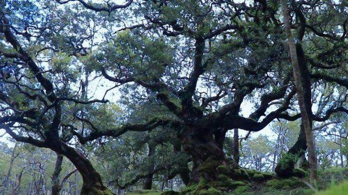 Mengenal Desa Wisata Fatumnasi di Timor Tengah Selatan NTT, Tembus 50 ... Mengenal Desa Wisata Fatumnasi di Timor Tengah Selatan NTT, Tembus 50 ...