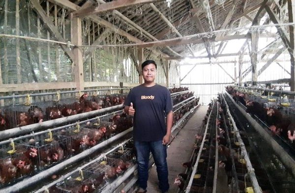Budidaya Ternak Ayam Petelur Archives - Pasundan Ekspres
