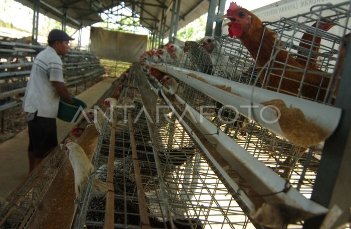 BUDIDAYA AYAM ARAB PETELUR | ANTARA Foto