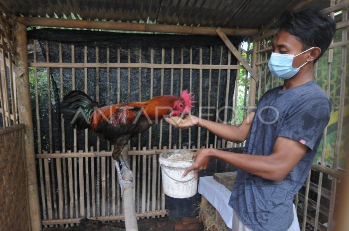 TERNYATA ! Gading Rejo Pringsewu, cukup padat - YouTube Budidaya ayam di Gading Rejo, Pringsewu