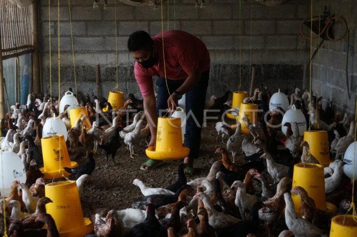 Budidaya ternak ayam di Jatisrono, Wonogiri