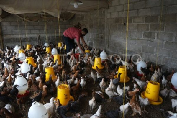Budidaya ternak ayam di Jenawi, Karanganyar