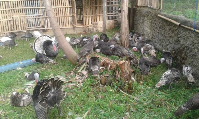 Tips Cara Budidaya Ayam Kalkun Untuk Pembibitan, Pedaging dan Hias ... Tips Cara Budidaya Ayam Kalkun Untuk Pembibitan, Pedaging dan Hias ...