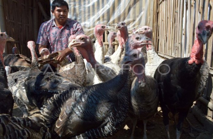 PETERNAKAN AYAM KALKUN | ANTARA Foto
