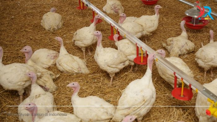 Budidaya ternak ayam di Kalikotes, Klaten