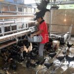 BUDIDAYA AYAM KAMPUNG DI BOGOR | ANTARA Foto