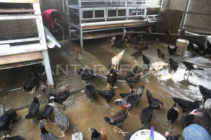 Peternakan ayam kampung di Bobotsari, Purbalingga