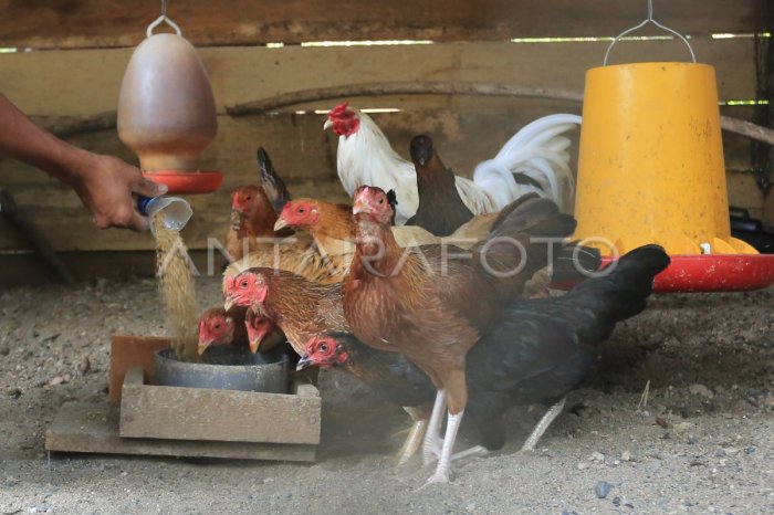 Ayam merah petelur di Sumedang Utara, Sumedang