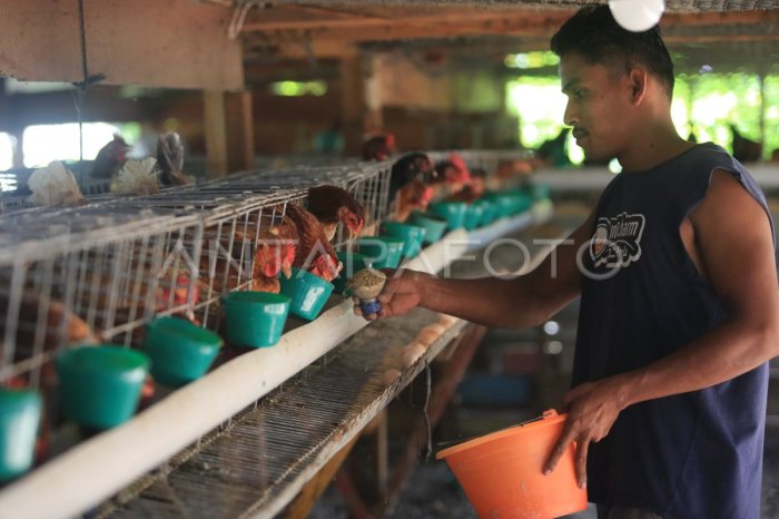 Baru!!! Ayam Elba Jenis Ayam Petelur Unggul - HOBI TERNAK Ayam elba kampung petelur super di Bathin III Ulu, Kabupaten Bungo