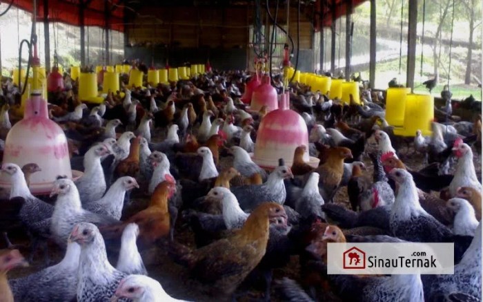 Keunggulan Ayam Elba Jenis Ayam Kampung Petelur - YouTube Keunggulan Ayam Elba Jenis Ayam Kampung Petelur - YouTube