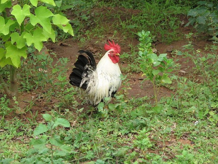Menengok Ayam Kampung Unggul Milik Dinas Pertanian Kota Solo - Mettanews.id Menengok Ayam Kampung Unggul Milik Dinas Pertanian Kota Solo - Mettanews.id