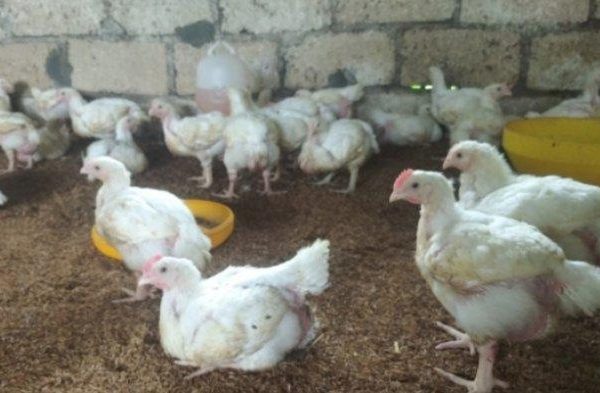 Budidaya ayam di Penengahan, Lampung Selatan