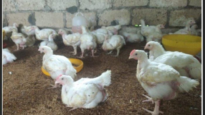 Budidaya ayam di Penengahan, Lampung Selatan