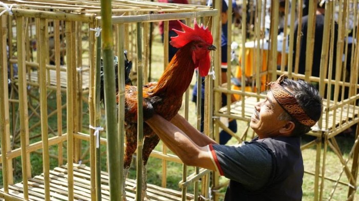 Budidaya Ayam Pelung - Sinau Ternak Budidaya ternak ayam di Warungpring, Pemalang