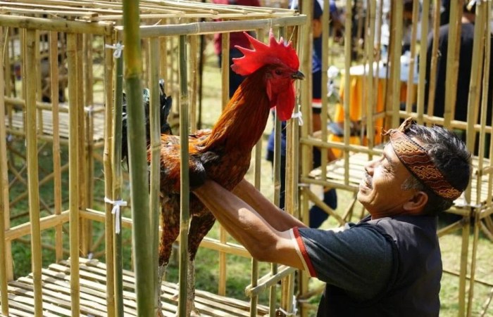 √ Contoh Proposal Budidaya Ayam Petelur (Download PDF) Budidaya ayam di Abung Pekurun, Lampung Utara
