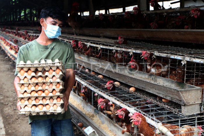 Budidaya ayam petelur | ANTARA Foto Ternak ayam petelur di Banda Alam, Aceh Timur