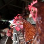 Budidaya ayam petelur | ANTARA Foto
