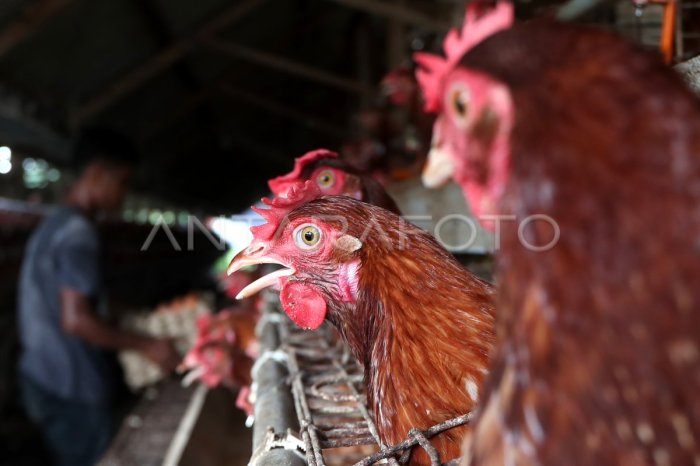Cara Budidaya Ayam Petelur Secara Lengkap Dan Telah Terbukti