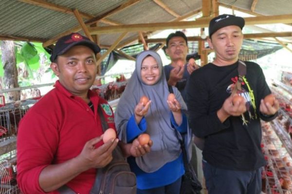 Penangkapan Buaya di Semaka Tanggamus Lampung, Begini Kondisinya