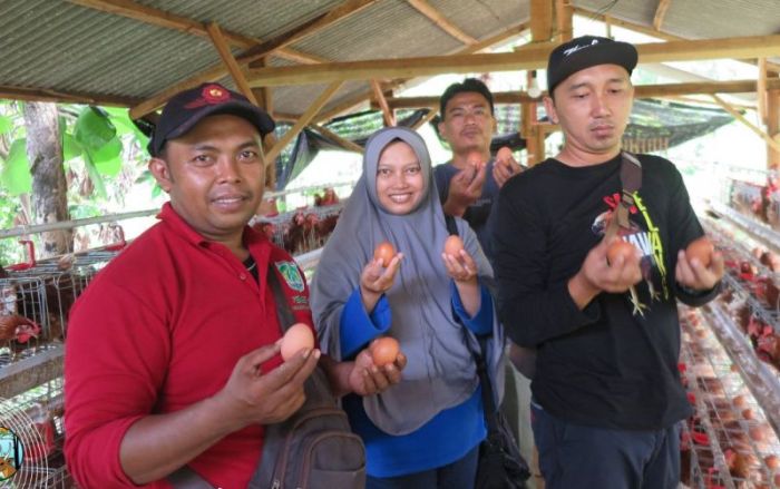 Penangkapan Buaya di Semaka Tanggamus Lampung, Begini Kondisinya