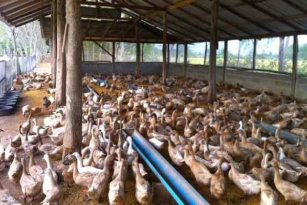 Budidaya ternak ayam di Tegal Timur, Kota Tegal