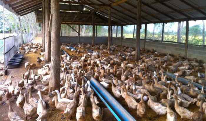 Teknik Budidaya Ternak Ayam Kampung Dengan Produk Nasa | AGEN PRODUK ... Budidaya ternak ayam di Tegal Timur, Kota Tegal