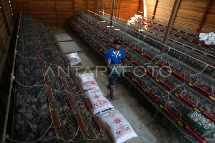 Ternak ayam petelur di Lhoong, Aceh Besar