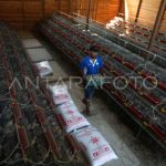 Ternak ayam petelur di Tanah Luas, Aceh Utara