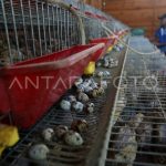 Ternak ayam petelur di Lembah Seulawah, Aceh Besar