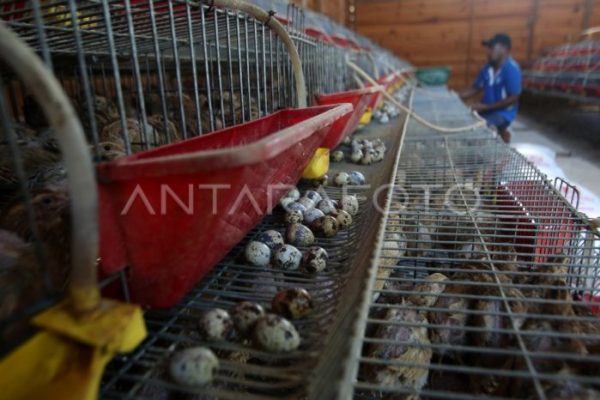 Ternak ayam petelur di Lembah Seulawah, Aceh Besar