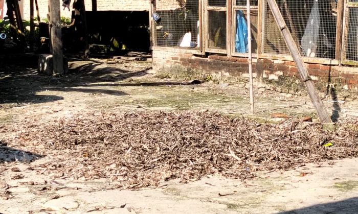 Bulu kelinci di Toari, Kolaka