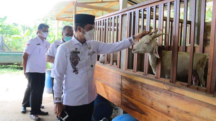 Tingkatkan Kekebalan Ternak di Kudus, Bupati Hartopo Bagikan Antibiotik ... Tingkatkan Kekebalan Ternak di Kudus, Bupati Hartopo Bagikan Antibiotik ...