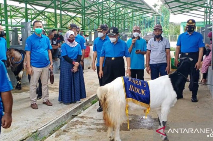 DPP Kulon Progo menggalakkan gerakan pakan ternak fermentasi - ANTARA ... Daging kambing di Nanggulan, Kulon Progo