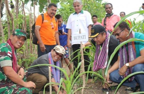 Daun penggemuk ayam di Fatuleu, Kupang