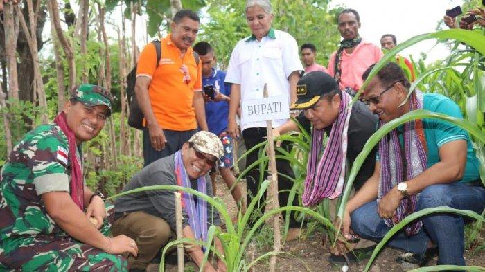 Poktan di Fatuleu Kembangkan Pakan Ternak di Lahan 356 Hektar - Pos ... Daun penggemuk ayam di Fatuleu, Kupang