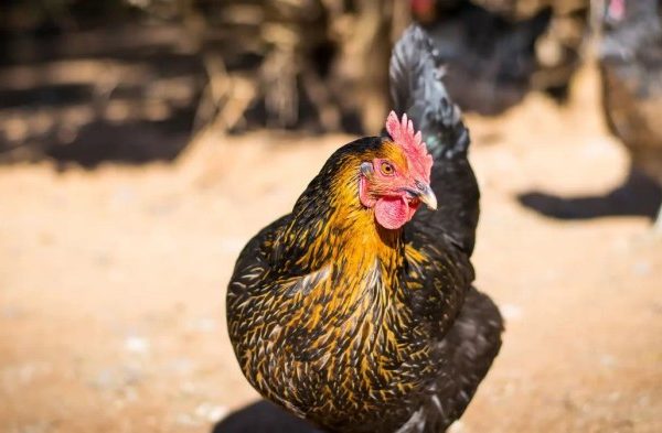 Ayam merah petelur di Kota Sukabumi, Kota Depok