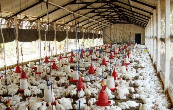 Budidaya ayam di Hutan, Pesawaran