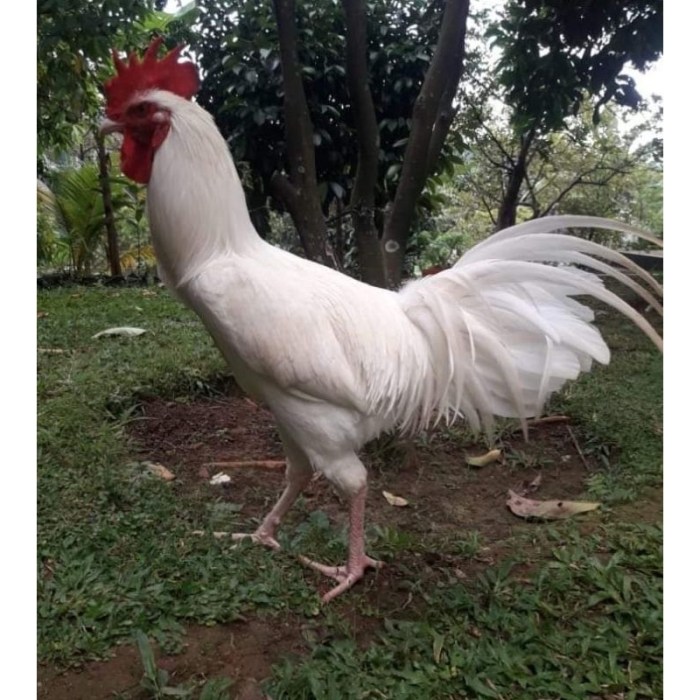 Gambar Ayam Pelung Jumbo - 58+ Koleksi Gambar Gambar Ayam Pelung Jumbo - 58+ Koleksi Gambar