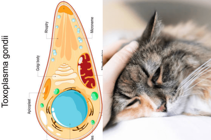 Bulu kelinci di Sampolawa, Buton Selatan