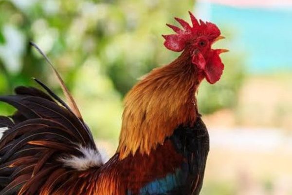 Ayam arab petelur di Dlanggu, Mojokerto