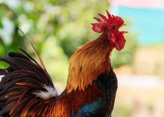 Alasan Kenapa Kepala Ayam jadi Sumber Inspirasi Stabilizer Kamera Mahal ... Ayam Ternak di Payung, Karo