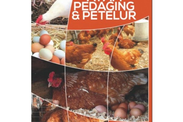 Ternak ayam pedaging di Giri Mulya, Bengkulu Utara