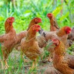 Cara Ternak Ayam Kampung agar Cepat Panen | PPG