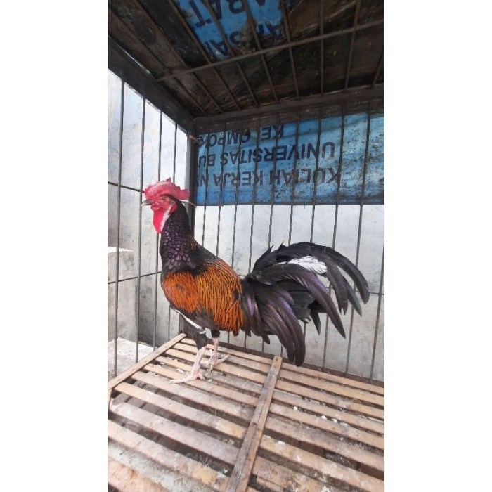Unik! Ada Ayam Berkaki 4 di Bekasi, Diberi Nama 'Siliwangi' Unik! Ada Ayam Berkaki 4 di Bekasi, Diberi Nama 'Siliwangi'