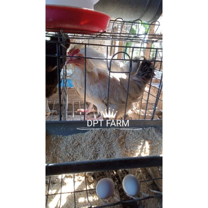 Peternakan Ayam Petelur - Ahmad Imanudin Peternakan Ayam Petelur - Ahmad Imanudin